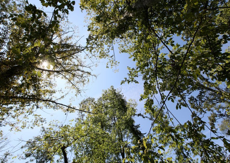Hrvatske šume uzvratile eurozastupniku: Na području Crne Mlake nije bilo prekomjerne sječe. Waitz bi dobio konkretne podatke da nas je pitao