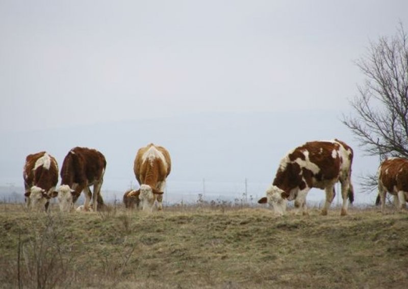 Na Krbavskom polju uginulo 140 goveda, još 100 bori se za život