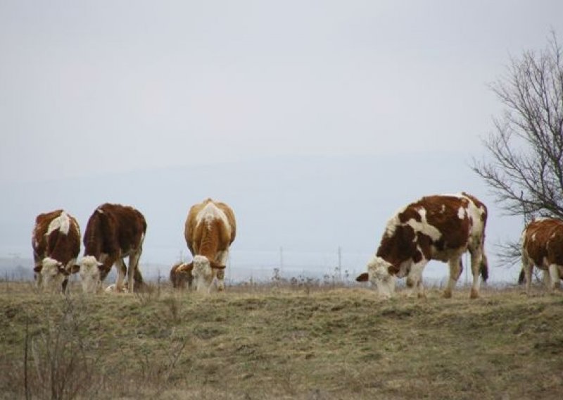 Bolest kvrgave kože stigla na 200 km od granice