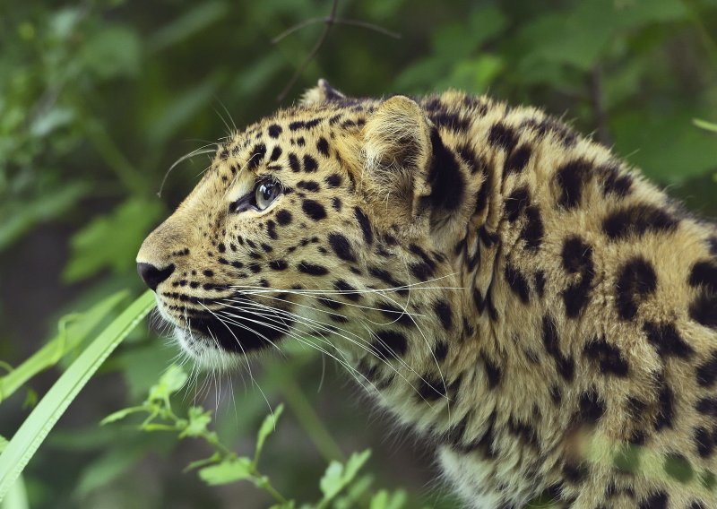 Amurski leopard novi je stanovnik bečkog zoološkog vrta