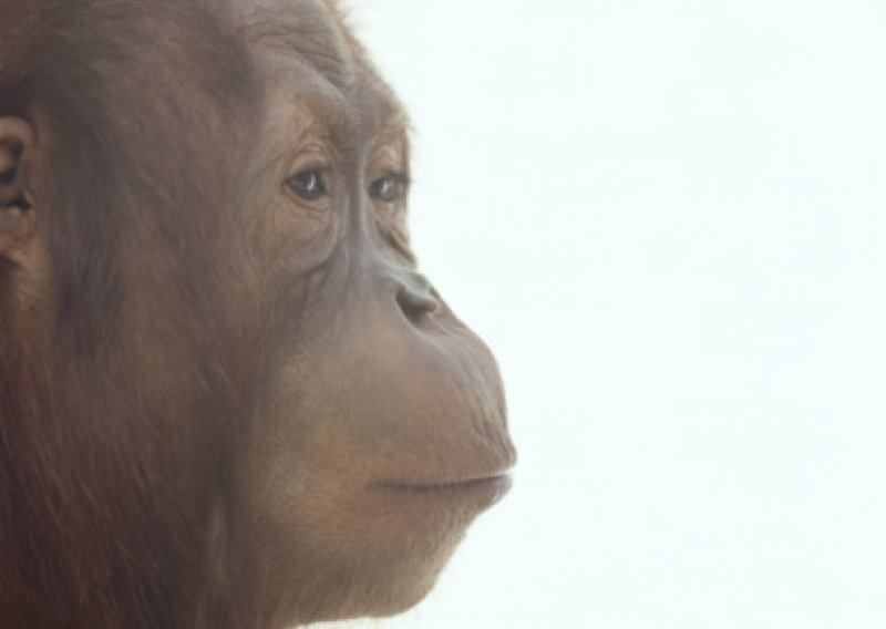 Uginula najstarija orangutanica na svijetu