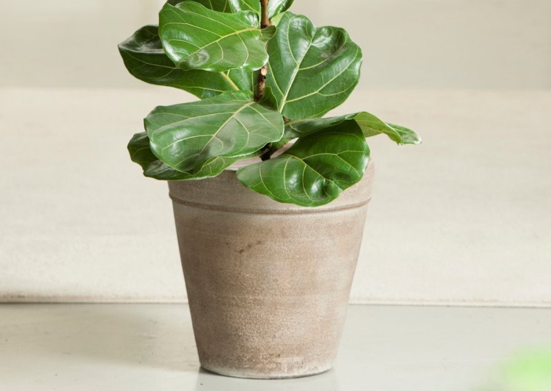 Lirasti fikus s razlogom je jedna od najpopularnijih sobnih biljaka, a uz ove savjete sigurno će vam uspjeti