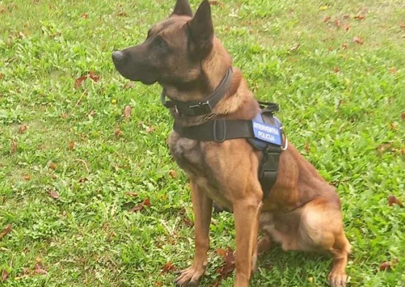 [VIDEO] Policijski pas Rocky na prvom zadatku nanjušio provalnike