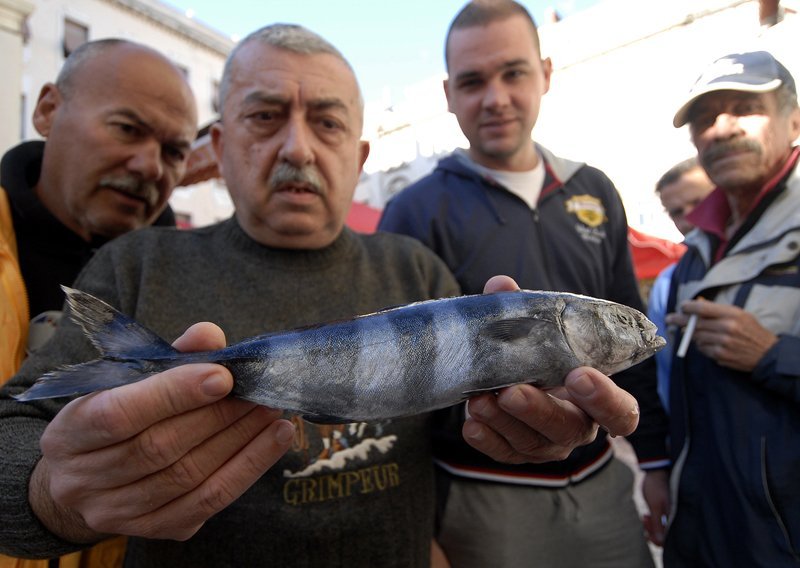 Na sjevernom Jadranu sve više tropskih riba