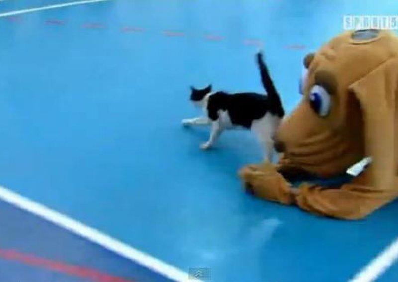 Mačka prekinula košarkašku utakmicu