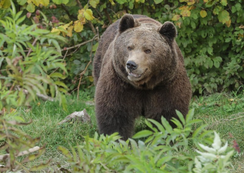 Nakon divljih svinja u Grižanima se pojavio i medvjed. Poharao je voćnjak i porazbijao košnice