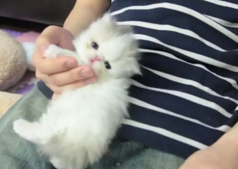 Mačkica Marshmallow topi srca