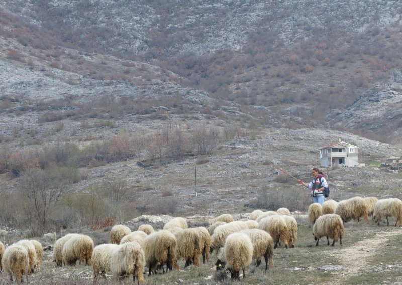 Stočari s krša će zatražiti reviziju odluka o ekstenzivnom uzgoju, upozoravaju da Hrvatske šume na krškim pašnjacima sade borove