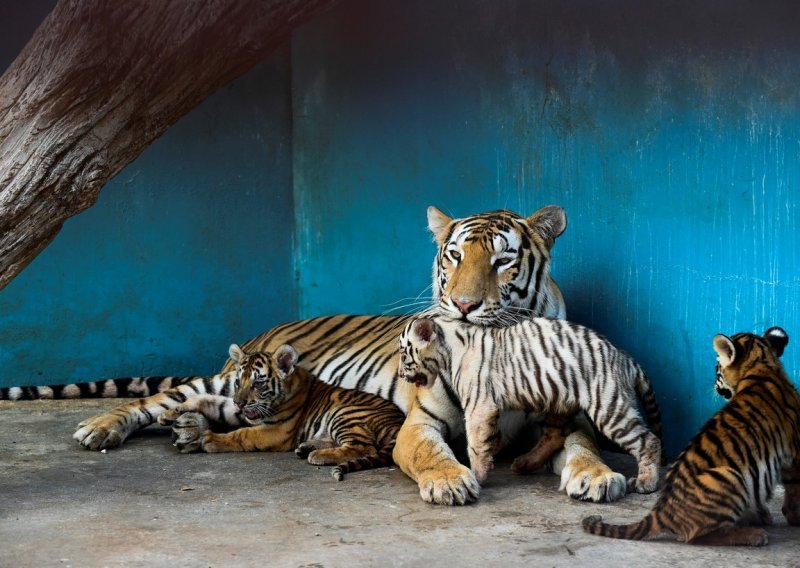 U kubanskom ZOO-u više mladunčadi zahvaljujući karanteni