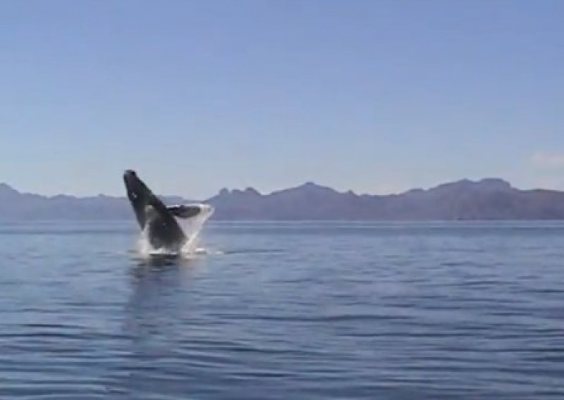 Spasili kita, on im se zahvalio senzacionalnom predstavom