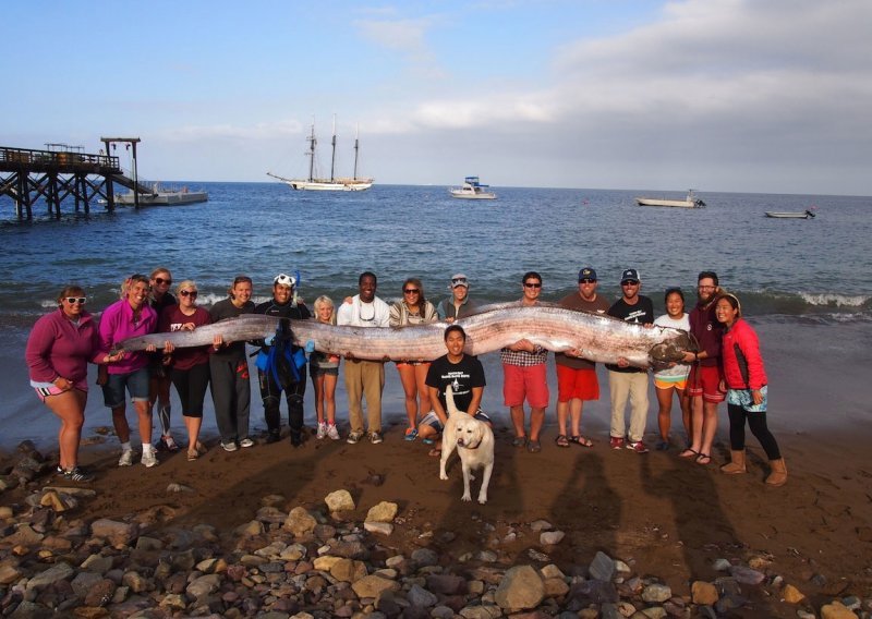 U Kaliforniji se nasukalo rijetko stvorenje od 5,5 metara