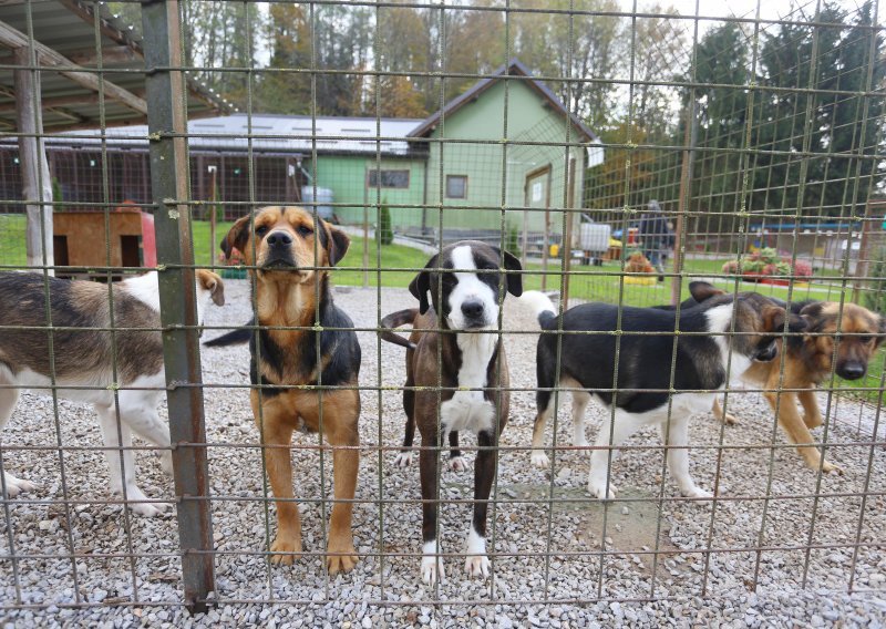 Prijatelji životinja traže zatvorsku kaznu za one koji napuštaju životinje