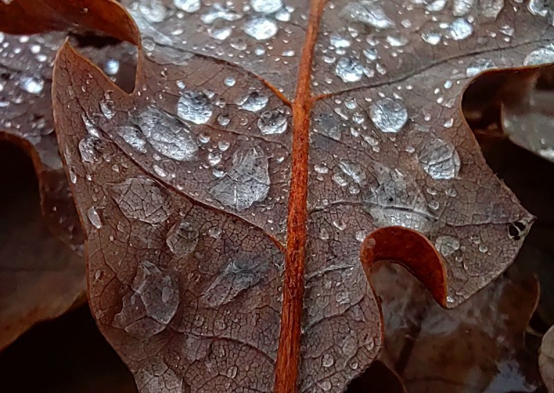 Znate li što je makro fotografija? Ovaj poznati hrvatski fotograf otkriva nam što je potrebno za savršenu makro fotku