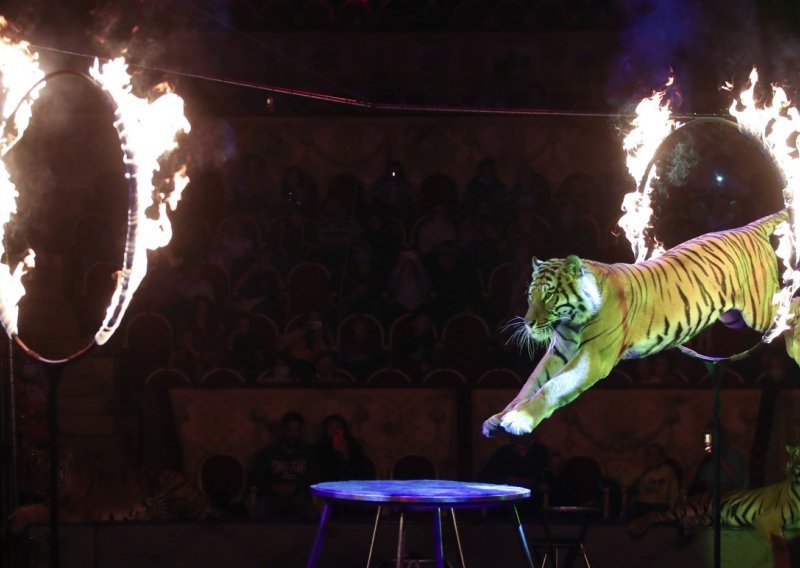 Eurozastupnici traže zabranu korištenja divljih životinja u cirkusima: 'Zamisli da živiš u kavezu, ali osjećaš divljinu u sebi'
