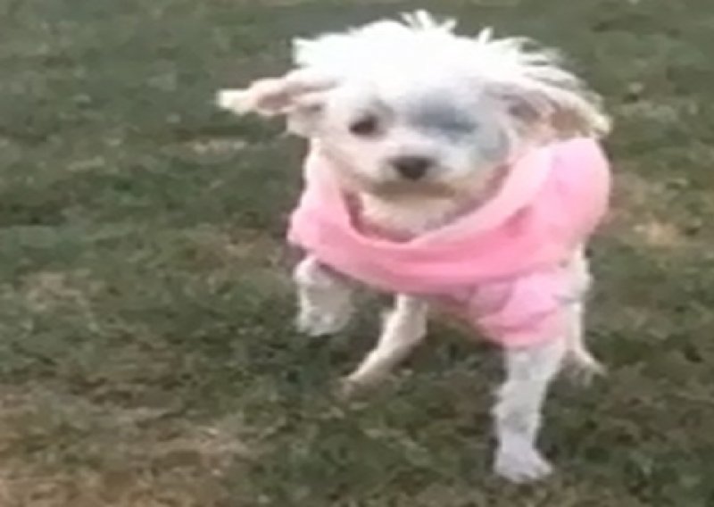 Pogledajte kako se veseli pas koji prvi put dotakne travu