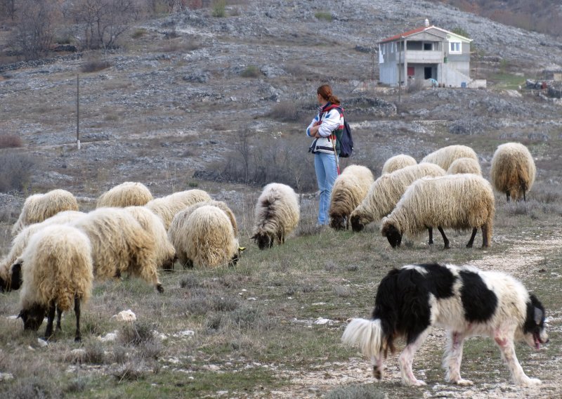 Stočari s krša u najtežim uvjetima zovu Plenkovića da ih zaštiti od 'uske interesne grupe', spominju i Tolušića