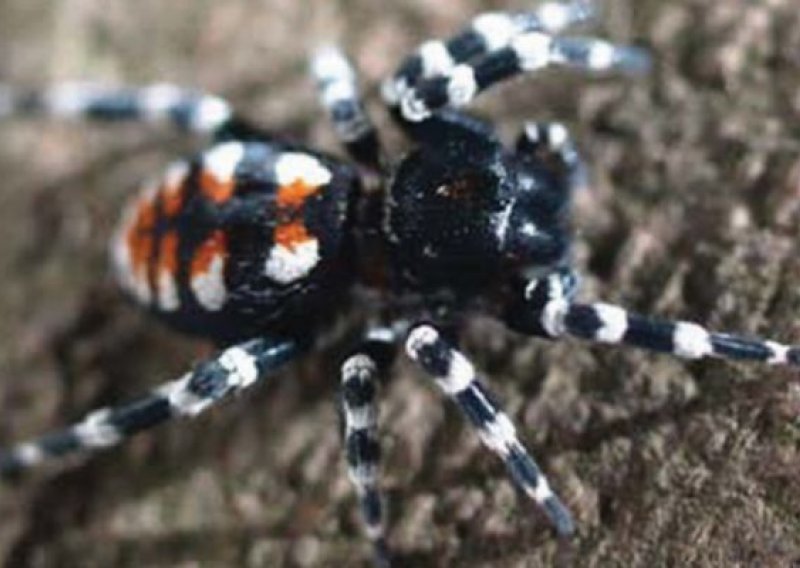 Znanstvenici nazvali novog pauka po Louu Reedu