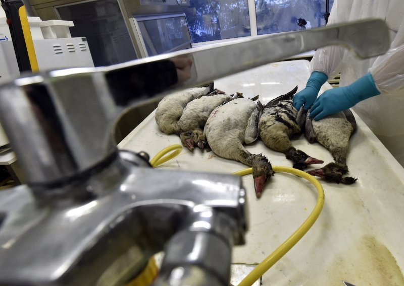 Europa se suočava s najgorom epidemijom ptičje gripe