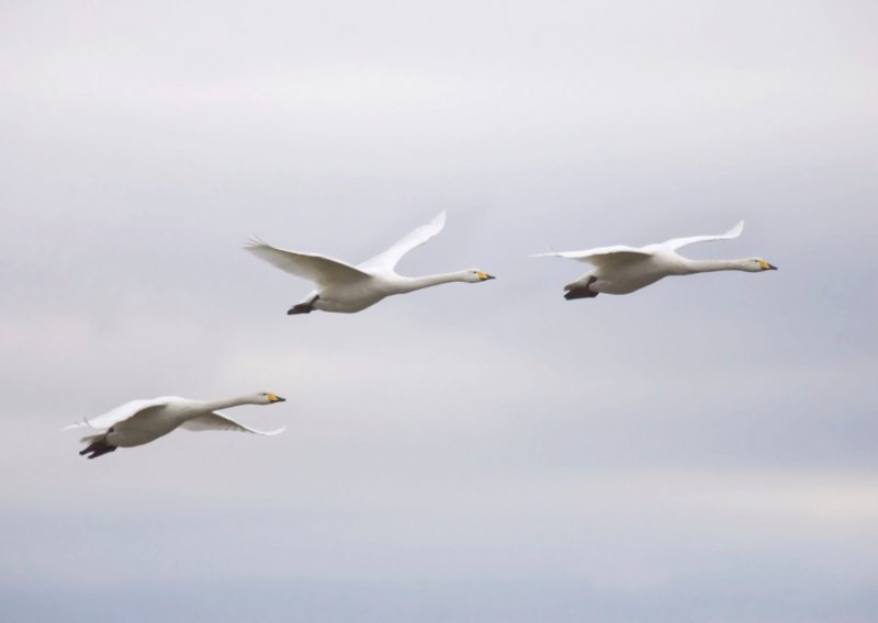 Visokopatogena influenca ptica potvrđena kod divljih ptica u Istarskoj županiji