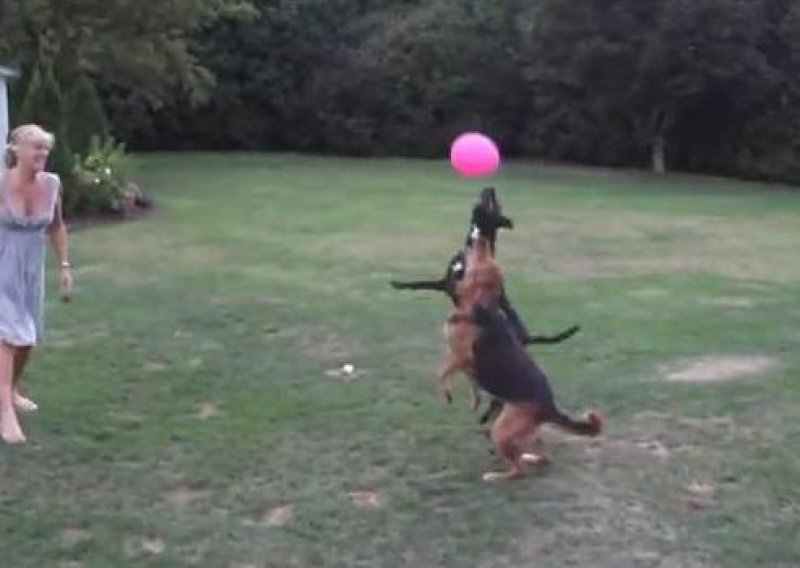 Zaigrani psi tehnicirali balonom