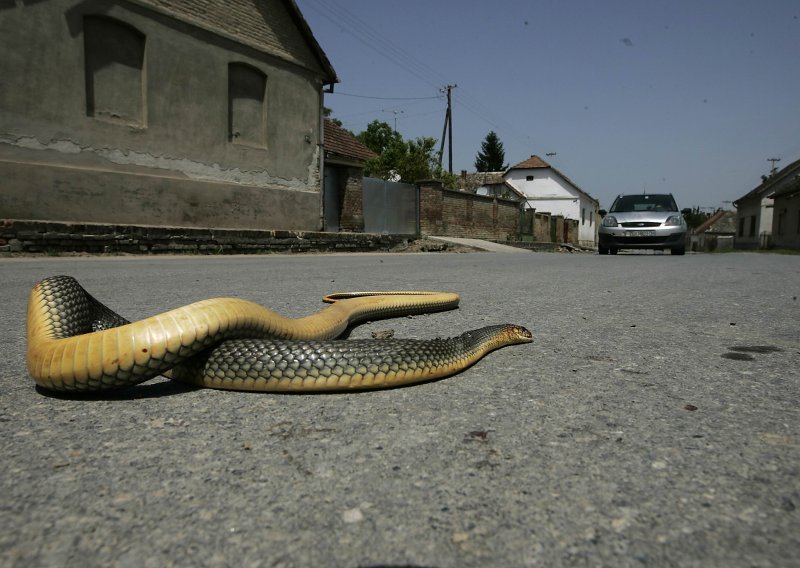 Soboslikar postao prvi ovlašteni hvatač zmija