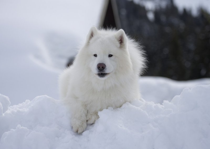 U Rusiji djevojčica preživjela strašnu snježnu oluju grleći psa