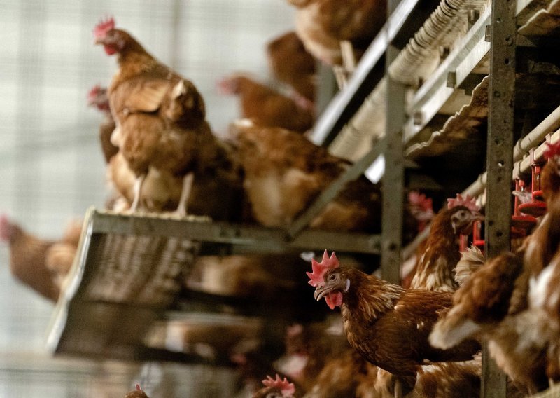 Zbog ptičje gripe na nizozemskoj farmi bit će usmrćeno 216.000 pilića