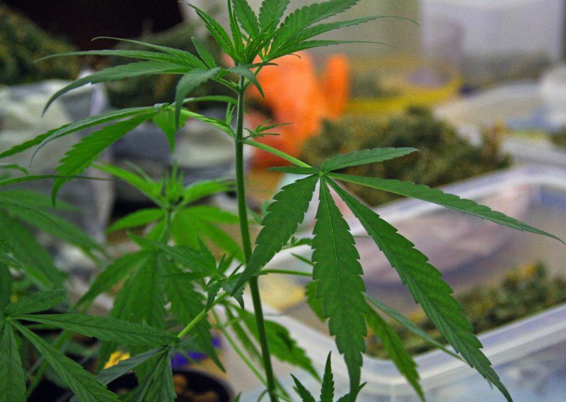 Od mladića u Trogiru zaplijenjeno gotovo 900 grama marihuane i hašiša