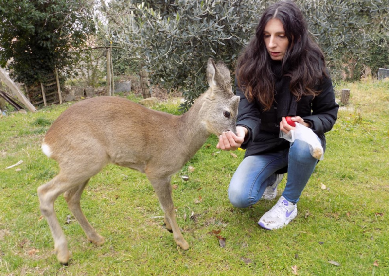 Spasili lane, svako jutro stiže im na doručak: 'Čim čuje komešanje u kući dolazi pred vrata i grebe'