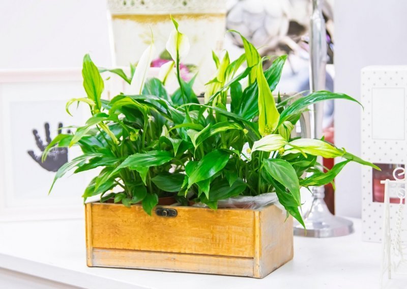 Prekrasne biljke prostor čine ljepšim, ali i zdravijim: Ove vrste pročistit će zrak u vašem domu