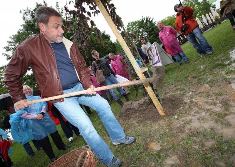 Kome i zašto smeta drvored u Gajevoj ulici?