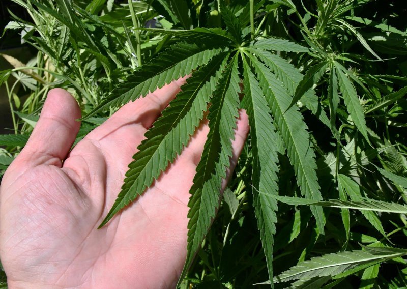 Policija u Đakovu otkrila laboratorij za uzgoj i zaplijenila četiri kilograma marihuane