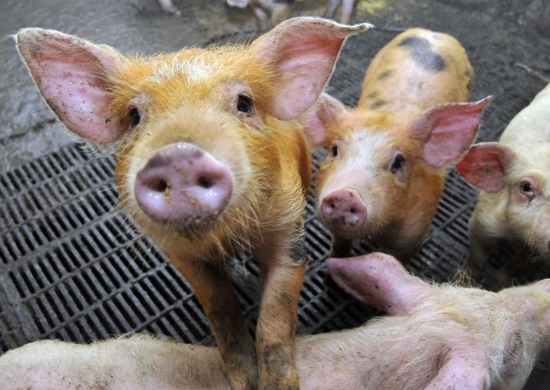 Olovna vremena: 'Jeftinije mi je svinje hraniti sendvičima nego kukuruzom'
