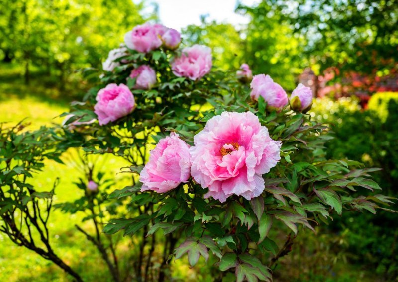 Više od lijepog ukrasa: Ovih sedam prekrasnih cvjetova posadite u svom vrtu jer se vjeruje da donose sreću