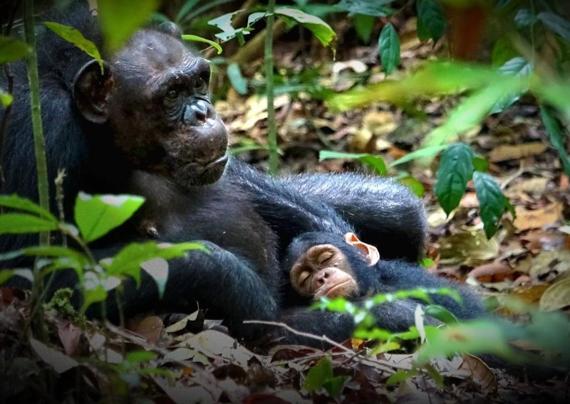 Solidarnost među primatima: Čimpanze liječe jedna drugu!