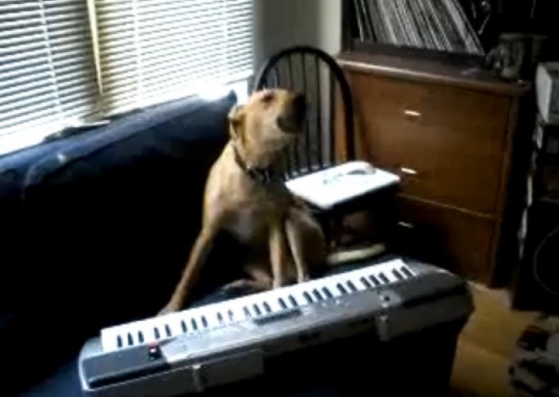 Luckasti pas svira sintić i pjeva