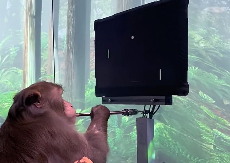 Muskov Neuralink pod paljbom: 'Naši znanstvenici ne zlostavljaju majmune'