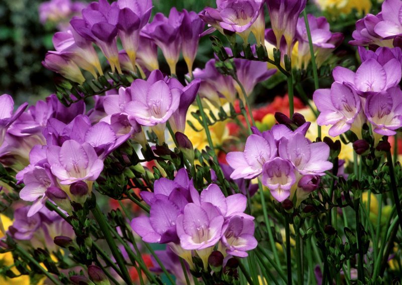 Ovo je 10 najmirisnijih cvjetova koje lako možete posaditi u vrtu