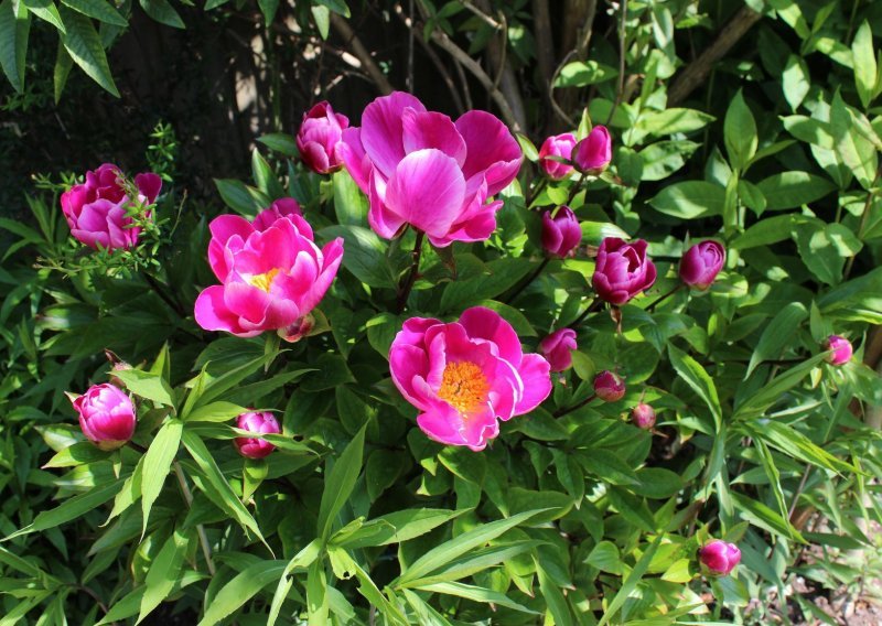 Otporne, lake za održavanje i cvjetaju svake godine: Savršene trajnice za svaki vrt