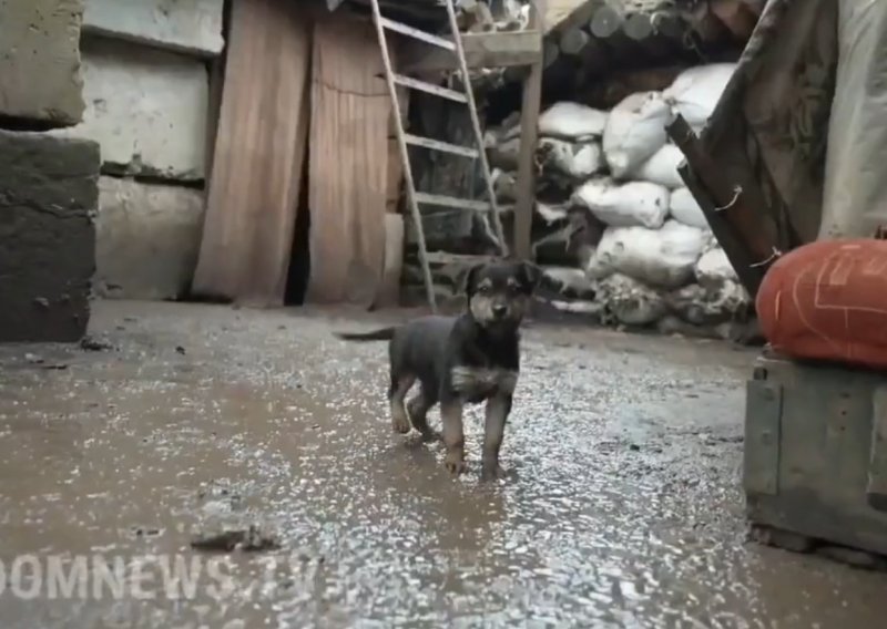 [VIDEO] Upoznajte Ramba, hrabrog psića koji se bori u ukrajinskim rovovima na prvoj liniji obrane