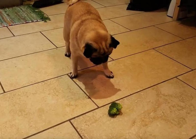 Psi su ljuti neprijatelji brokule