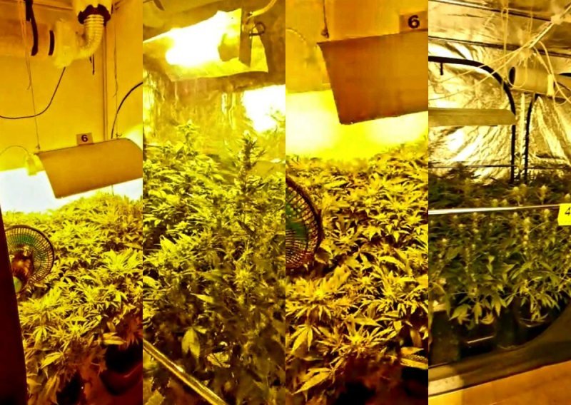 [FOTO/VIDEO] Muškarac u Dubravi cijelu kuću pretvorio u laboratorij za proizvodnju marihuane, policija otkrila gotovo šest kilograma droge