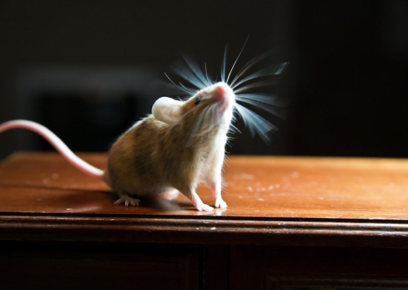 Stvoren superinteligentan miš, nada i za nas