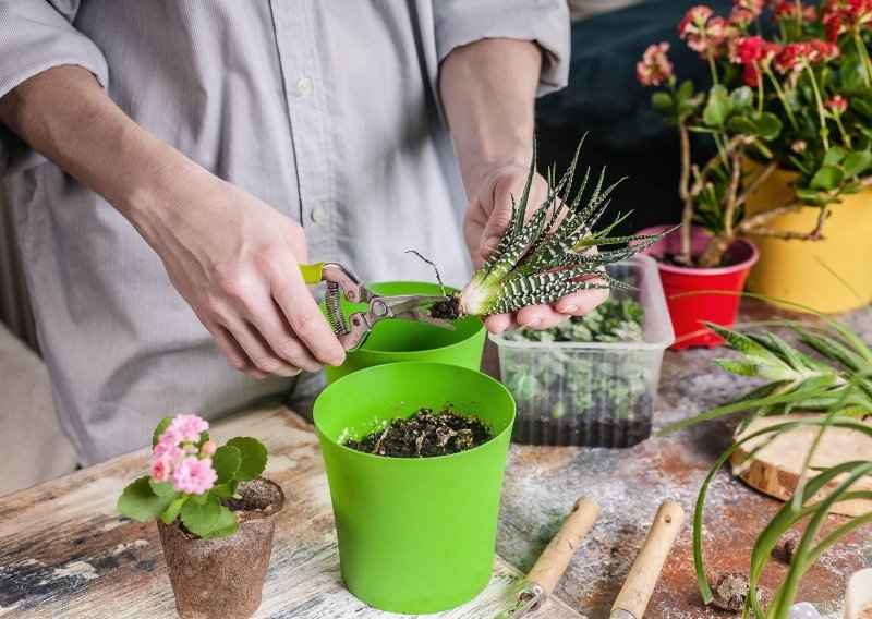 Ususret proljeću: Što morate znati o njezi sobnih biljaka