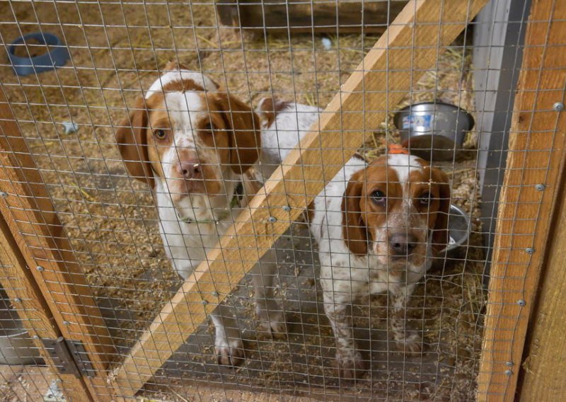 Poljski veterinar spasio 260 pasa i mačaka iz ukrajinske ratne zone