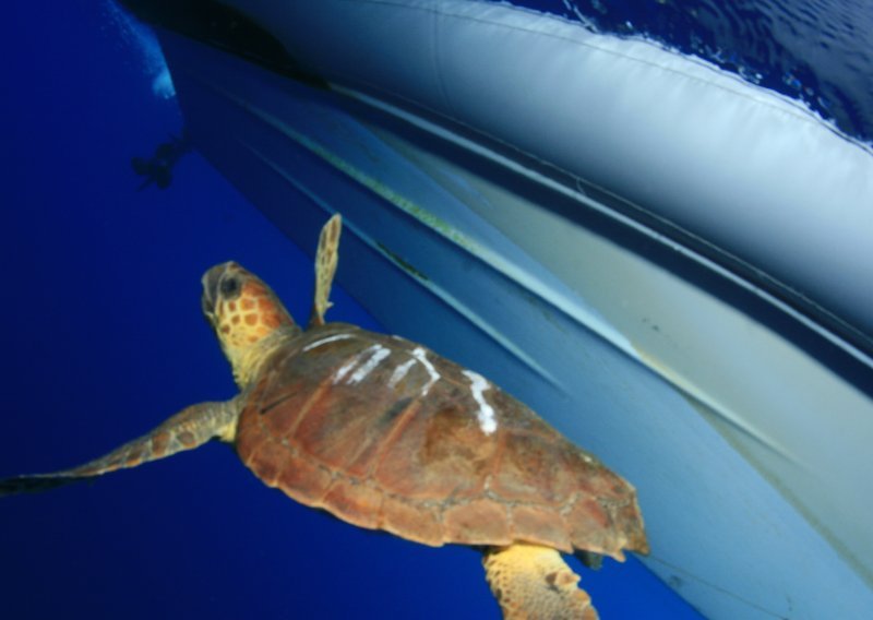 Marine turtle rescue centre opens in Mali Losinj