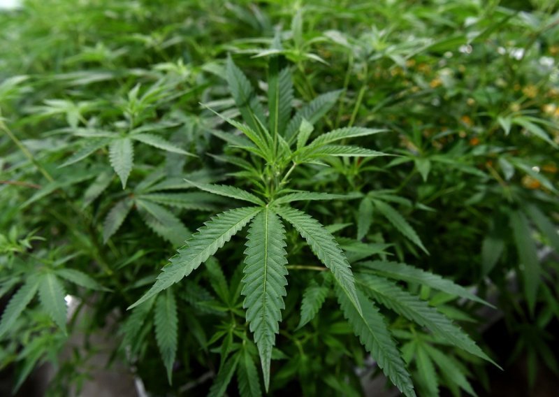 Kod solinskog dilera policija pronašla više od dva kilograma marihuane