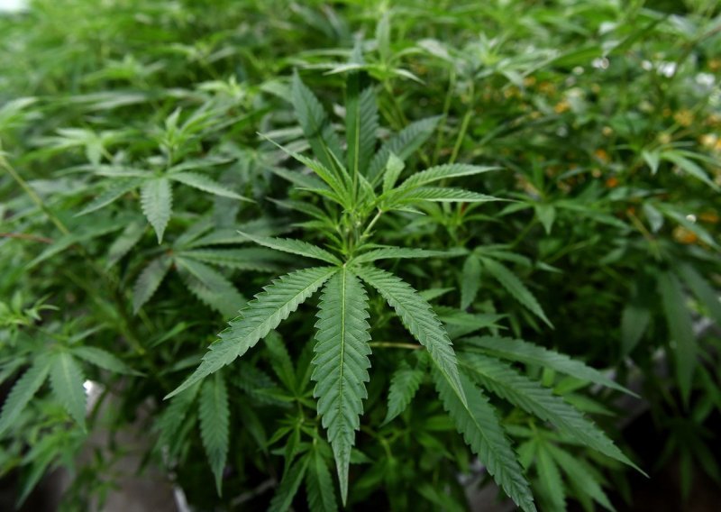 Zastupnički dom SAD-a podržao legalizaciju marihuane