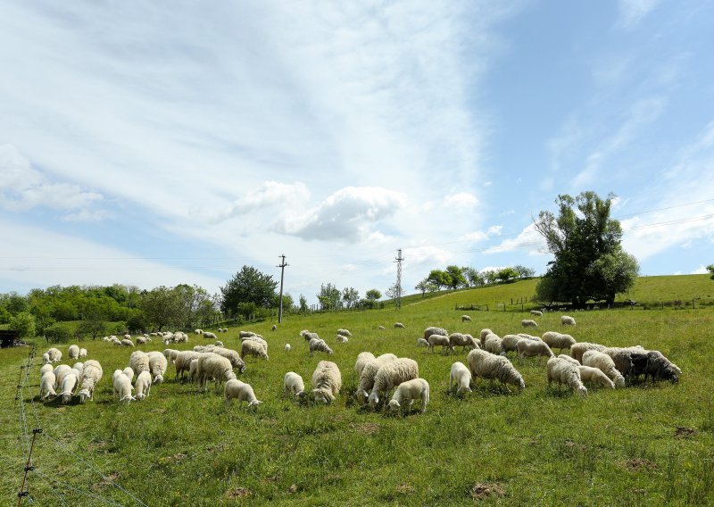 Izvukli 77,5 milIjuna kuna na izbrisanim pašnjacima