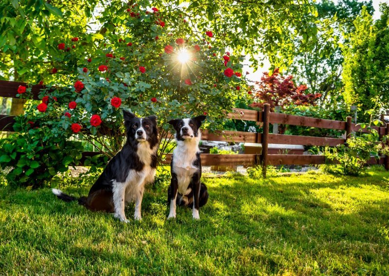 Prekrasne, ali i otrovne: Ako imate psa, pažljivo birajte vrtne biljke jer su neke vrlo opasne za ljubimce